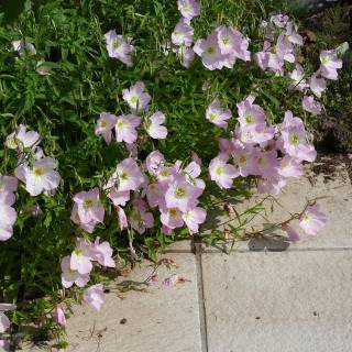 Onagra-rosa 'Siskiyou'